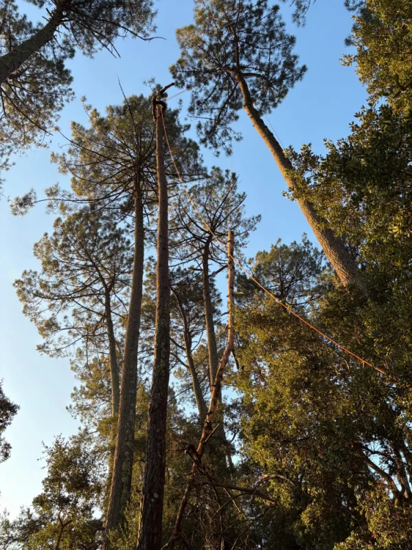 Rétention d'une branche