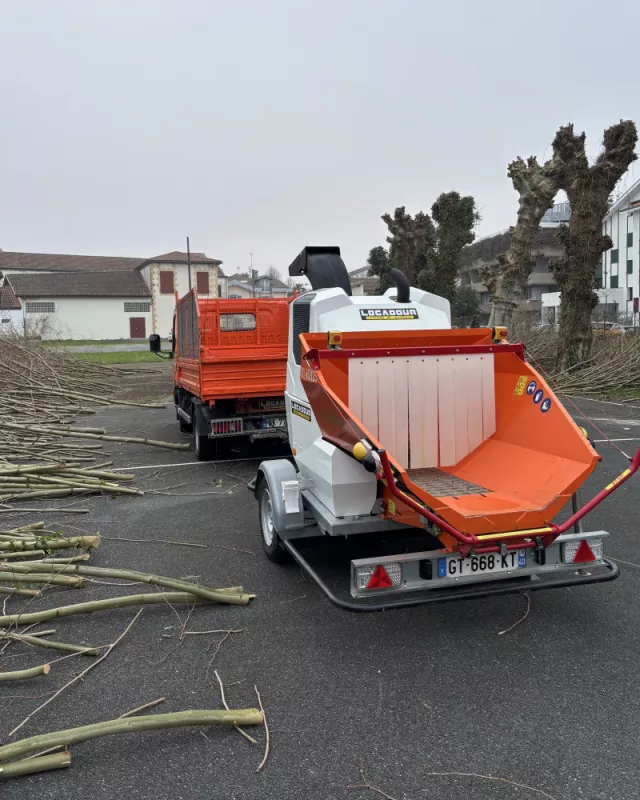 Taille d'entretien de plusieurs platanes