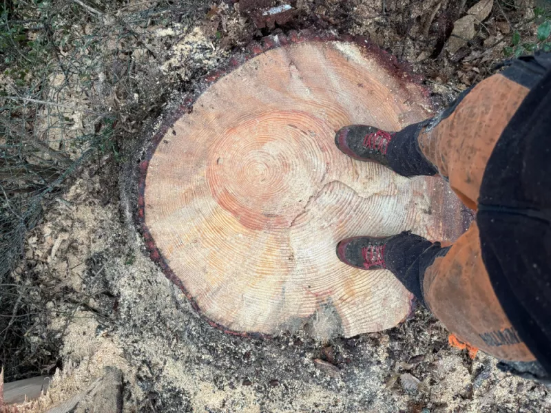 Abattage arbre dangereux 