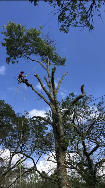 Démontage d'un chêne