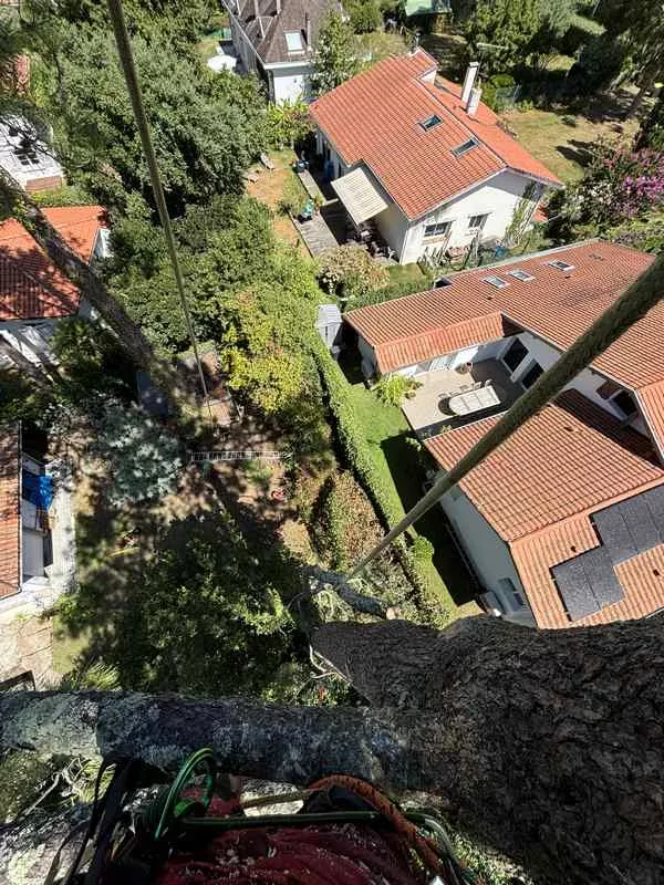 Travaux d'élagage et d'abattage, Biarritz, L'ArtBoriste