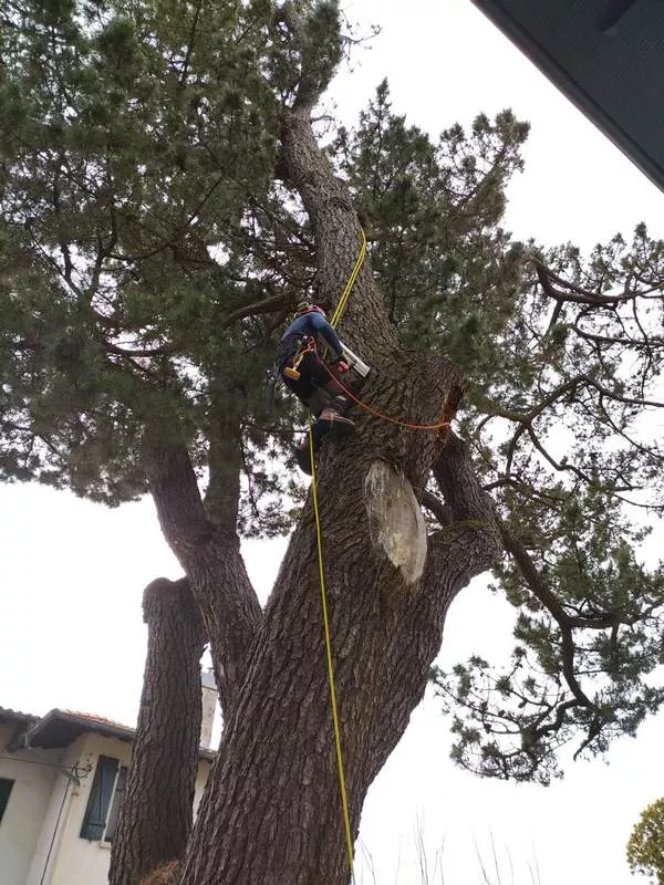 Diagnostic d'un arbre