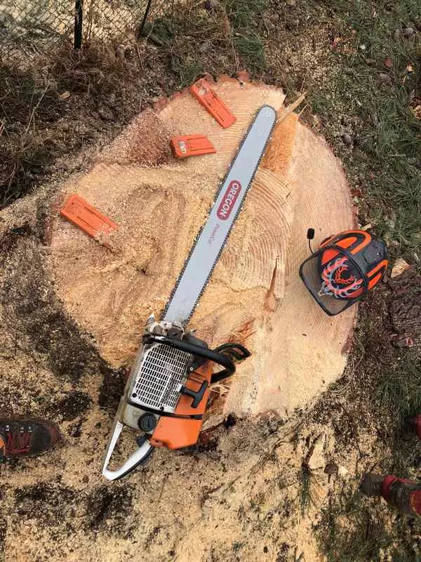 Travaux d'élagage et d'abattage, Biarritz, L'ArtBoriste