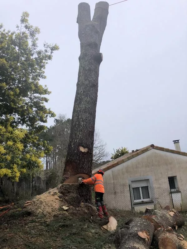 Démontage d'un pin menaçant de tomber chez le voisin 