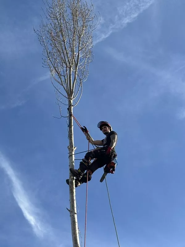Réduction d'un peuplier d'Italie