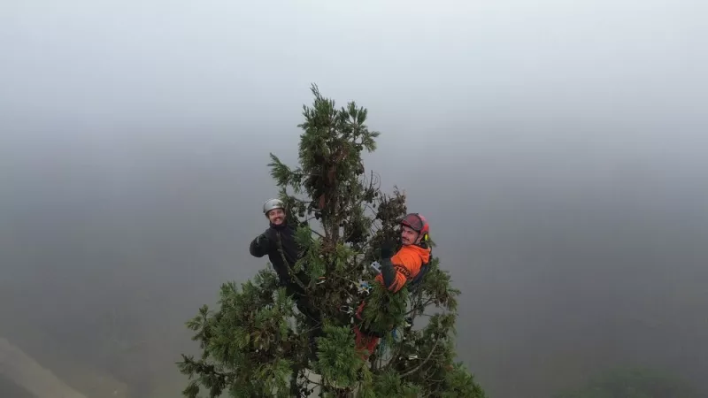 Grimper un Sequoia 