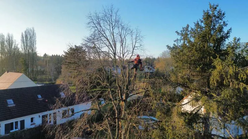 Elagage d'un Tilleul