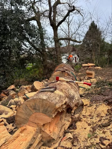 Démontage d'un pin sec menaçant de tomber à Bidart, Biarritz, L'ArtBoriste