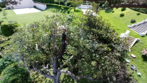 Elagueur spécialisé dans la taille d'arbres et d'arbustes à Biarritz, Biarritz, L'ArtBoriste