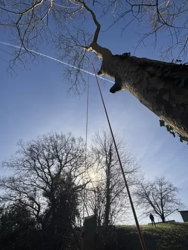 Tarif pour élagage d’arbres à Biarritz, Biarritz, L'ArtBoriste