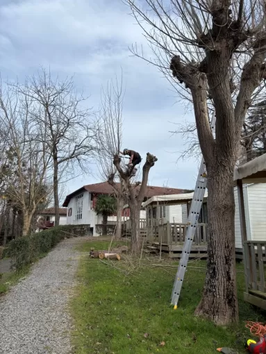 Taille régulière sur peuplier dans un camping à Biarritz, Biarritz, L'ArtBoriste