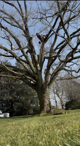 Entreprise d’Élagage et Abattage d’Arbres à Biarritz, Biarritz, L'ArtBoriste