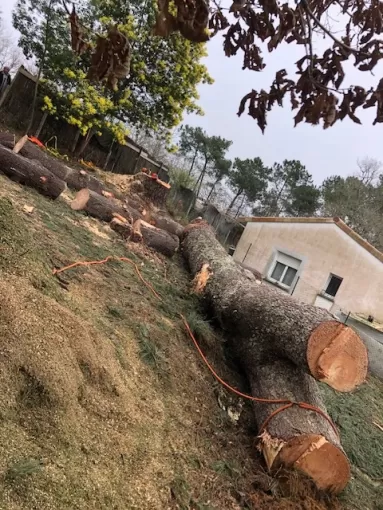 Abattage d'un arbre dangereux dans un jardin à Capbreton, Biarritz, L'ArtBoriste