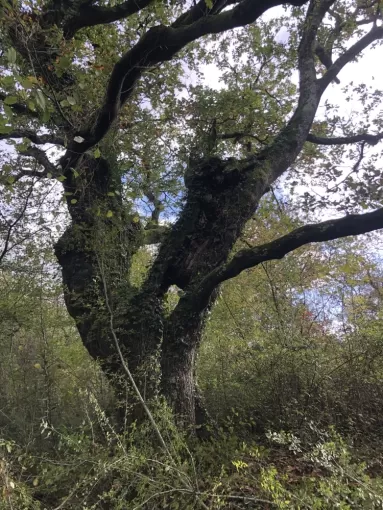 Abattage d’arbres dangereux à Biarritz, Biarritz, L'ArtBoriste
