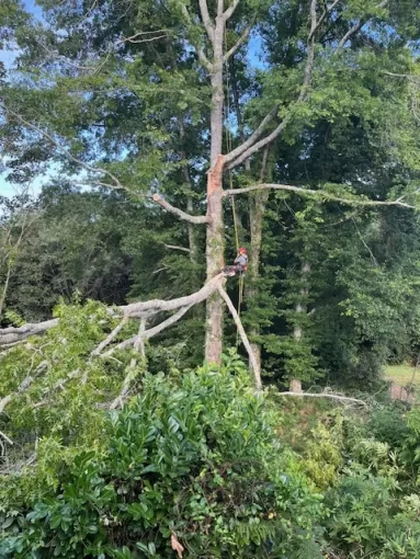 Elagage et abattage d'arbre en urgence à Biarritz, Biarritz, L'ArtBoriste