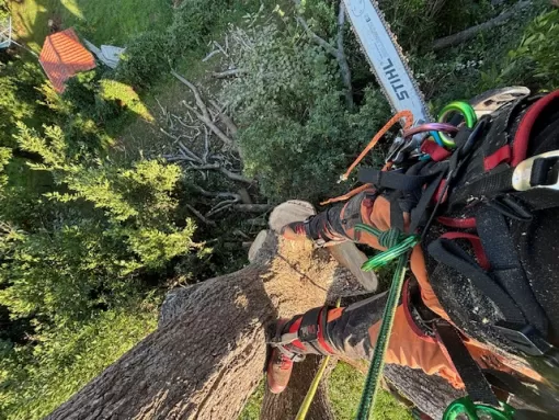 Entreprise spécialisée en abattage par démontage d'arbre à Bayonne, Biarritz, L'ArtBoriste