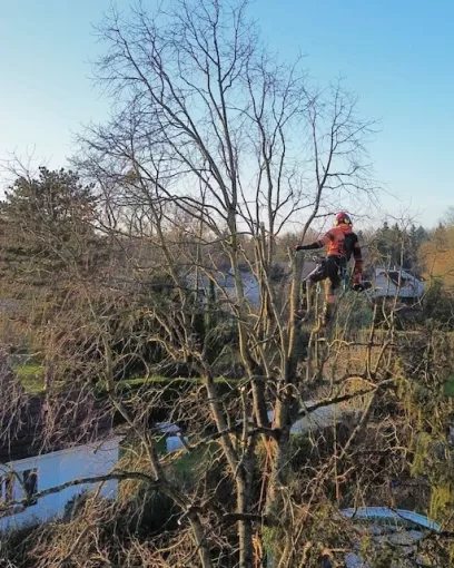Entreprise spécialisée en élagage d'arbre à Biarritz, Biarritz, L'ArtBoriste