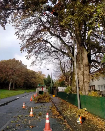 Taille des branches gênant pour la voierie sur Biarritz, Biarritz, L'ArtBoriste