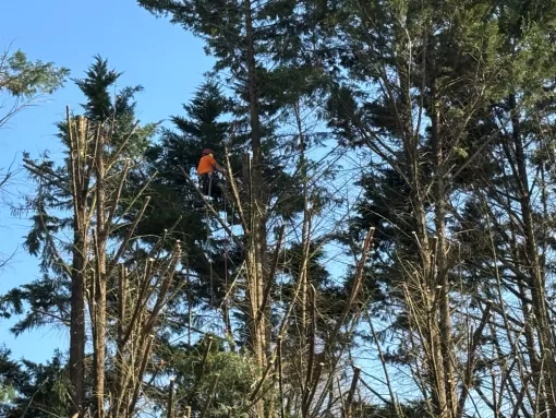 Réduction d'une haie de Cyprès sur Capbreton, Biarritz, L'ArtBoriste