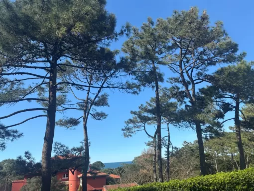 Nettoyage de bois mort sur des pins à Biarritz, Biarritz, L'ArtBoriste