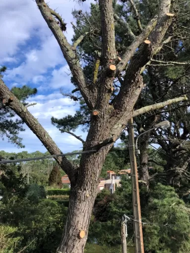 Démontage d'un arbre en nacelle sur Biarritz, Biarritz, L'ArtBoriste