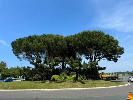 Taille et entretien des arbres à Biarritz, Biarritz, L'ArtBoriste
