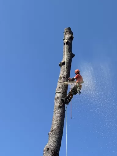 Entreprise spécialisée en élagage et abattage à Biarritz, Biarritz, L'ArtBoriste