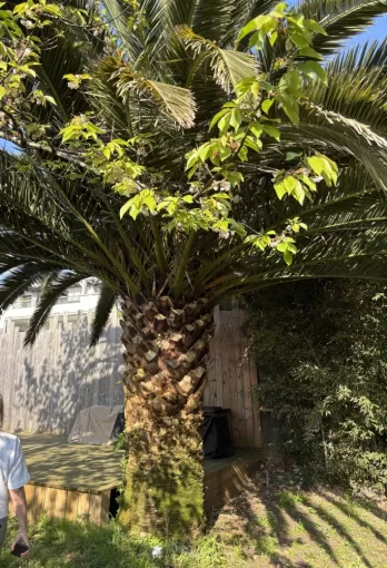 Elagage d'un Phoenix sur Biarritz, Biarritz, L'ArtBoriste