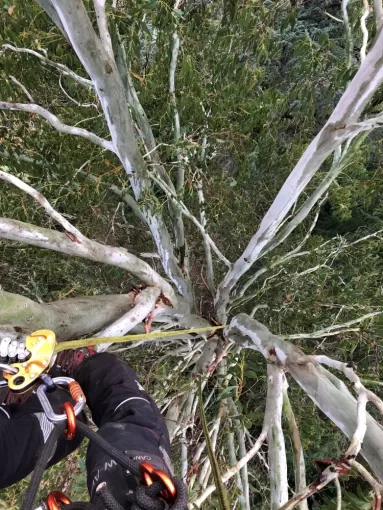 Taille d'entretien sur un Eucalyptus à Bayonne, Biarritz, L'ArtBoriste