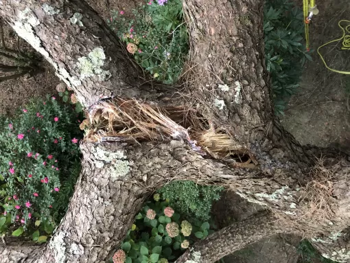 L'ArtBoriste intervient à Biarritz pour sécuriser et embellir un pin menacé par la tempête, Biarritz, L'ArtBoriste