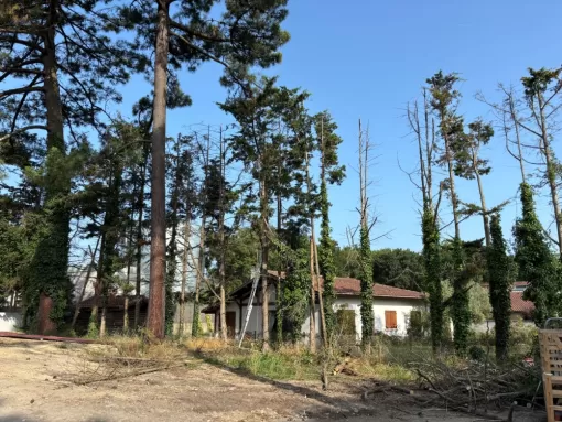 L'ArtBoriste sécurise et embellit une haie de cyprès à Capbreton, Biarritz, L'ArtBoriste