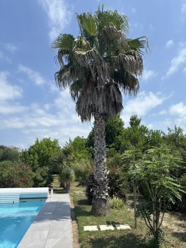 Abattage de palmiers infestés à Cap-Breton, Biarritz, L'ArtBoriste