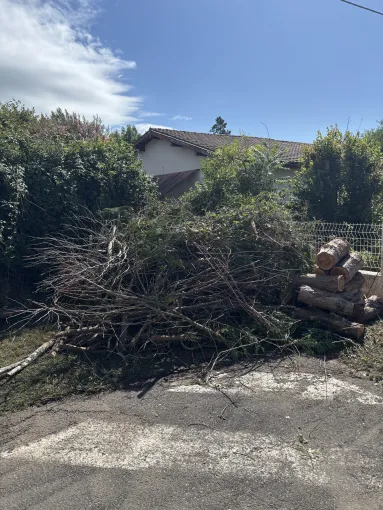Abattage de deux gros pieds de tuyas chez un client satisfait à Capbreton, Biarritz, L'ArtBoriste