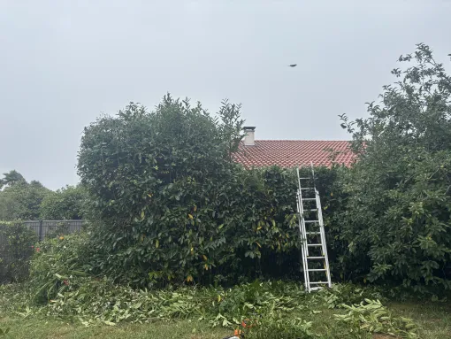 Intervention à Capbreton pour une remise en état de jardin, Biarritz, L'ArtBoriste