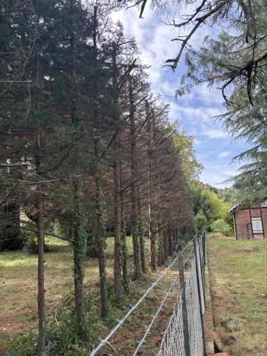 Élagage et remise en état d'une haie de cyprès à Capbreton, Biarritz, L'ArtBoriste