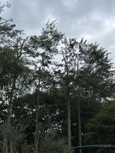 Démontage d'un arbre à Bayonne, Biarritz, L'ArtBoriste