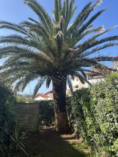 Rajeunissement d'un palmier phénix à Biarritz, Biarritz, L'ArtBoriste