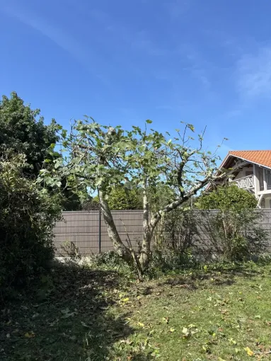 Élagage d'un figuier et d'un pommier à Capbreton, Biarritz, L'ArtBoriste