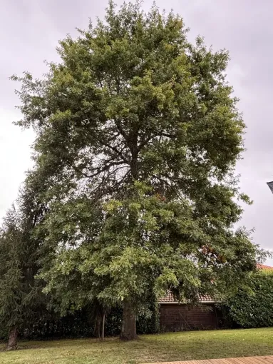 Intervention réussie pour le démontage d'un chêne des marais à Dax, Biarritz, L'ArtBoriste