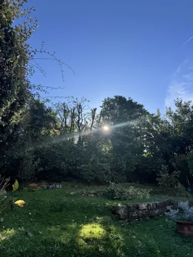 Travail d'élagage à Biarritz : une lumière retrouvée grâce à L'ArtBoriste, Biarritz, L'ArtBoriste