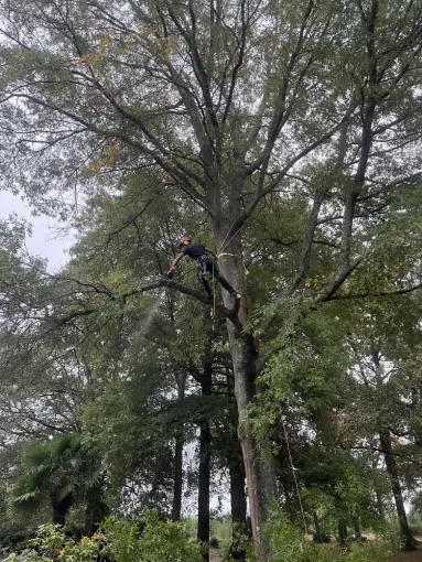 Démontage d'un chêne des marais menaçant à Bayonne, Biarritz, L'ArtBoriste