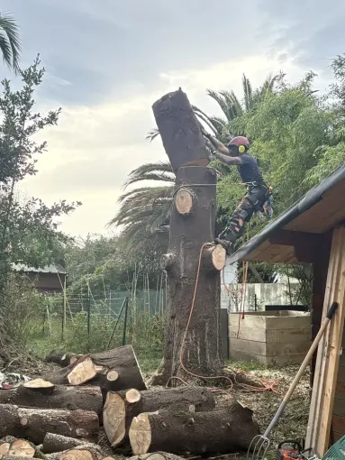 Intervention réussie sur un cèdre mort à Bayonne, Biarritz, L'ArtBoriste