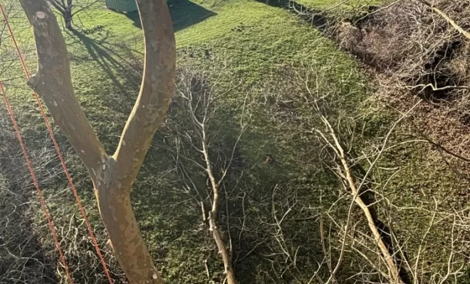 Remise en têtard de plusieurs platanes sur Bayonne, Biarritz, L'ArtBoriste