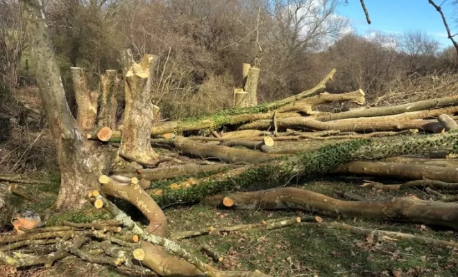 Remise en têtard de plusieurs platanes sur Bayonne, Biarritz, L'ArtBoriste