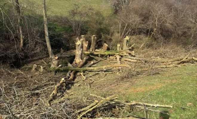 Remise en têtard de plusieurs platanes sur Bayonne, Biarritz, L'ArtBoriste
