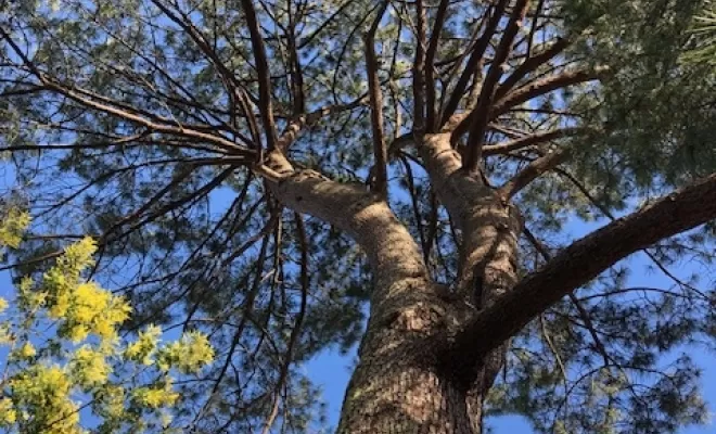 Abattage d'un arbre dangereux dans un jardin à Capbreton, Biarritz, L'ArtBoriste