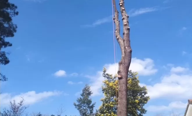 Abattage d'un arbre dangereux dans un jardin à Capbreton, Biarritz, L'ArtBoriste