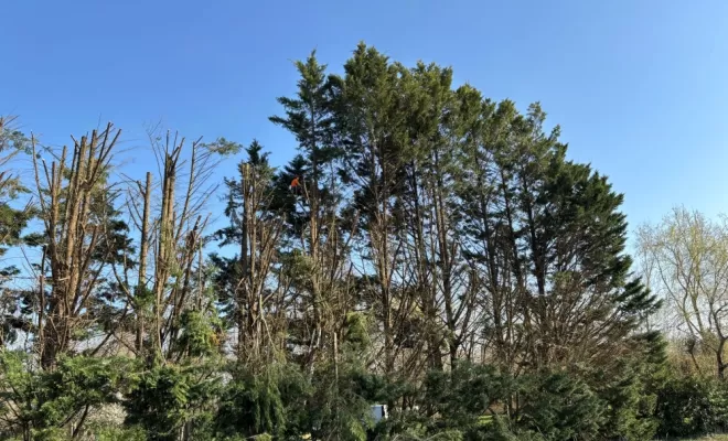 Réduction d'une haie de Cyprès sur Capbreton, Biarritz, L'ArtBoriste