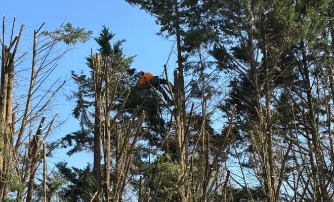 Réduction d'une haie de Cyprès sur Capbreton, Biarritz, L'ArtBoriste