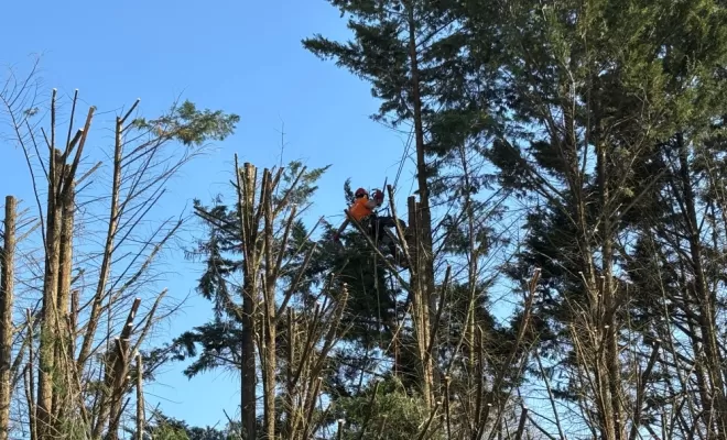 Réduction d'une haie de Cyprès sur Capbreton, Biarritz, L'ArtBoriste